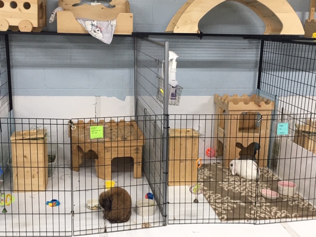 Visit Our Bunny Room – Bunny Lu Adoptions, Inc.