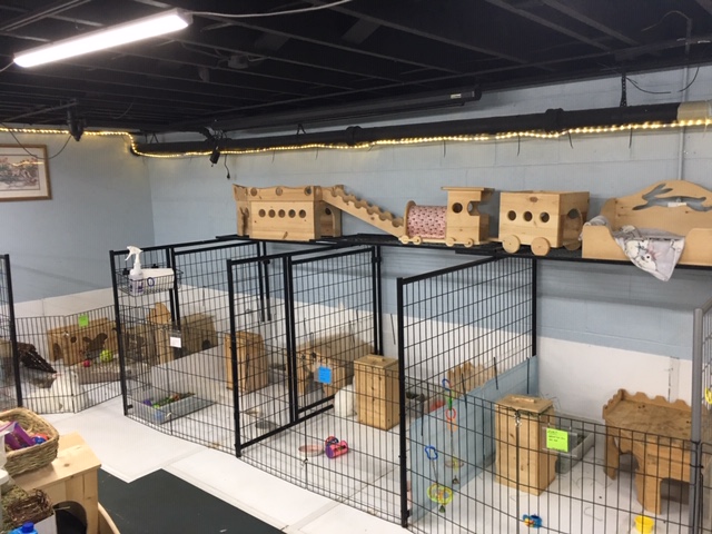 Visit Our Bunny Room – Bunny Lu Adoptions, Inc.